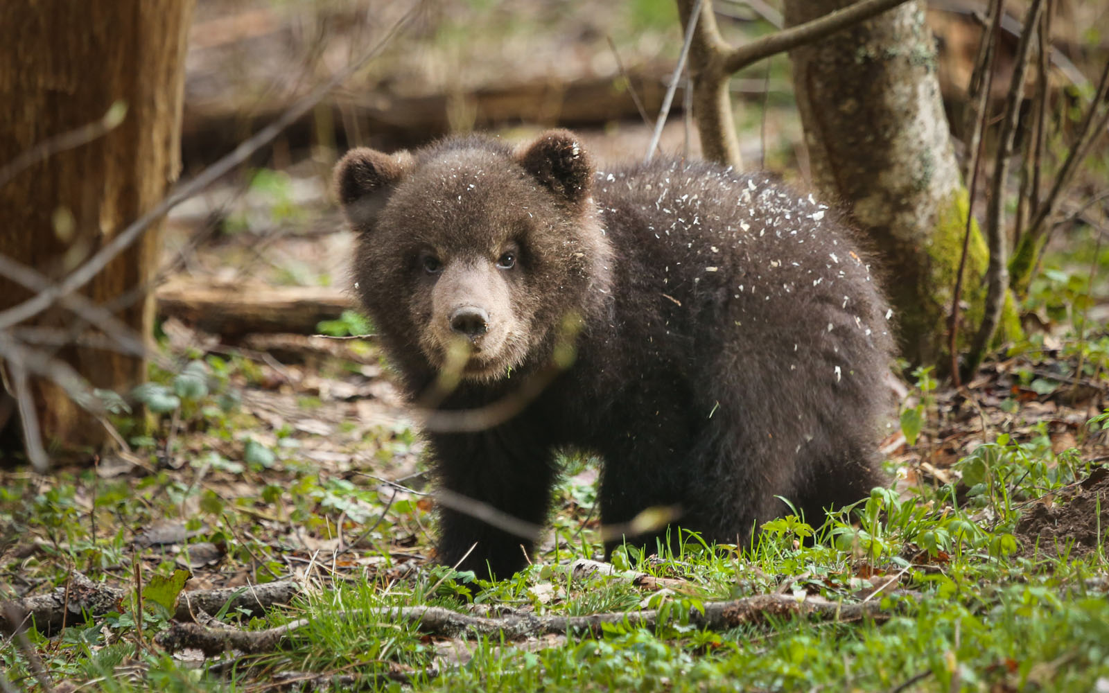 Bear necessities
