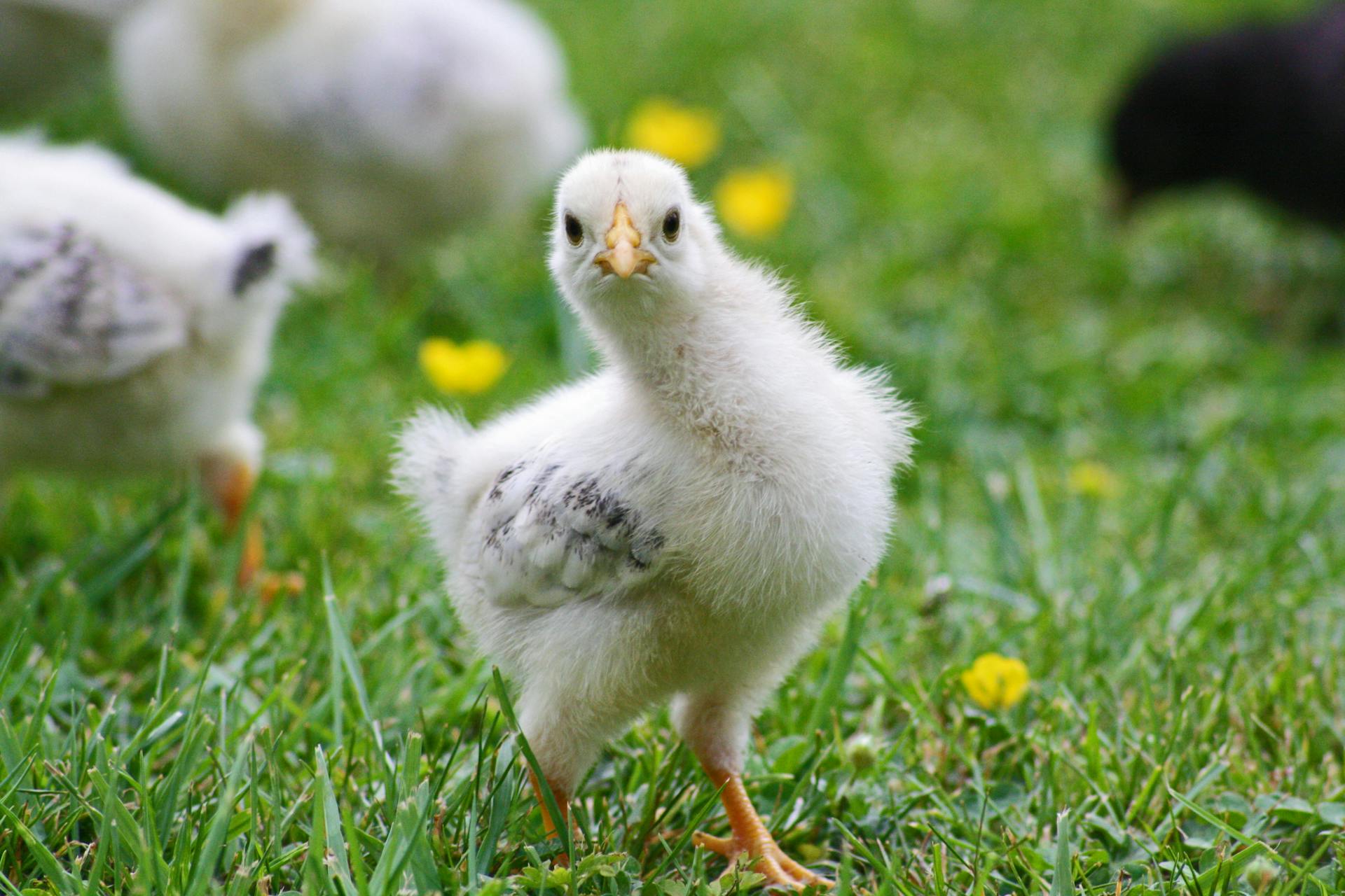 The Dark Side of Bird Flu: Mass Culling of Birds