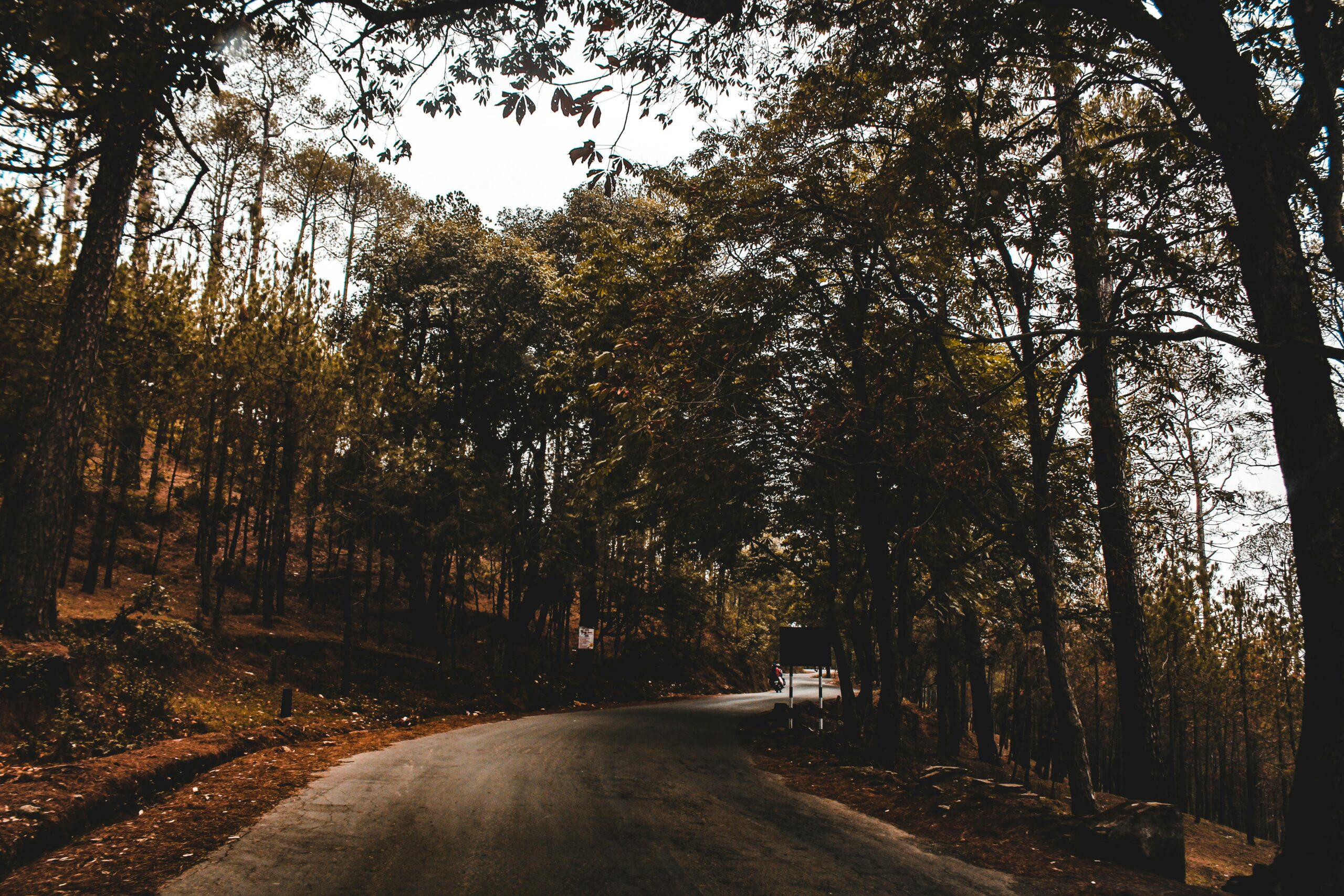 Top 5 Haunted Forests in India: A Journey into the Supernatural